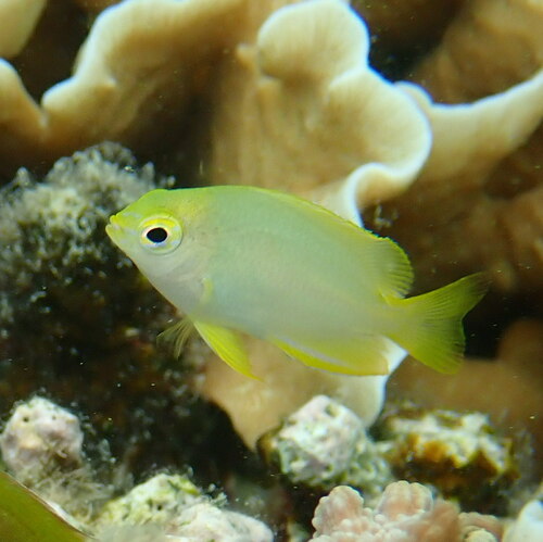 Lemon Damsel, photo 10 of 10
