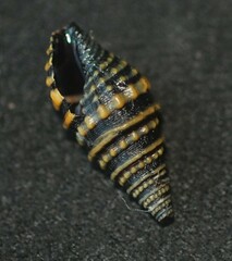 Pilsbryspira collaris