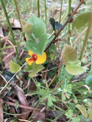 Bossiaea prostrata
