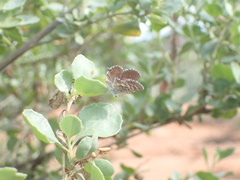 Theclinesthes serpentata
