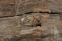 Mimaglossa nauplialis