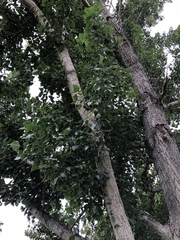 Populus balsamifera