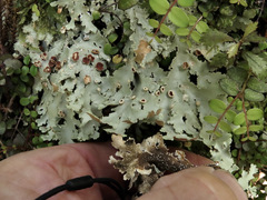 Pseudocyphellaria glabra