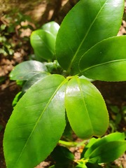 Camellia sasanqua