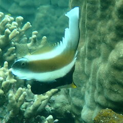 Heniochus chrysostomus