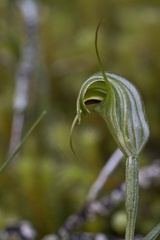 Pterostylis trullifolia