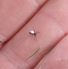 Argyrodes antipodianus