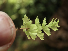 Hymenophyllum flabellatum image
