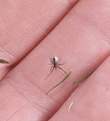 Argyrodes antipodianus