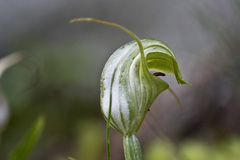 Pterostylis trullifolia