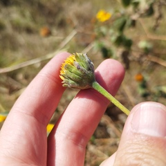 Tithonia