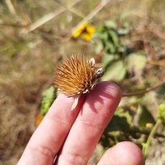 Tithonia