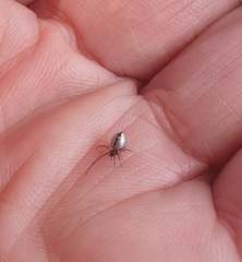 Argyrodes antipodianus