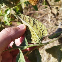 Tithonia