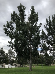 Populus balsamifera