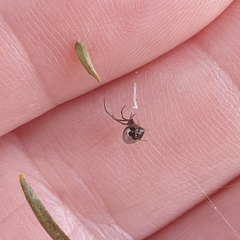 Argyrodes antipodianus