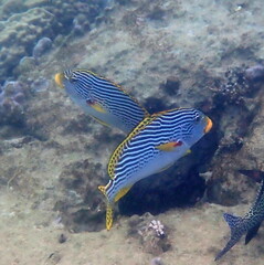 Plectorhinchus lineatus