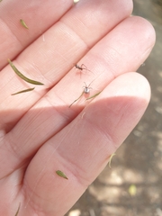 Argyrodes antipodianus