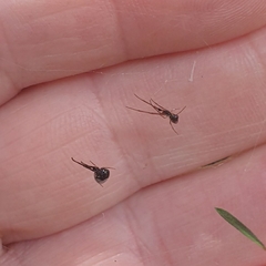 Argyrodes antipodianus