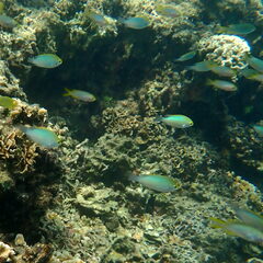 Pomacentrus aurifrons