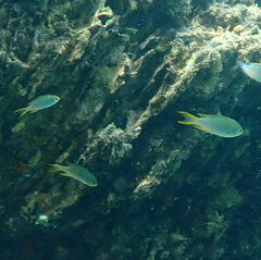 Neopomacentrus nemurus