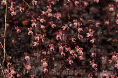 Stylidium calcaratum