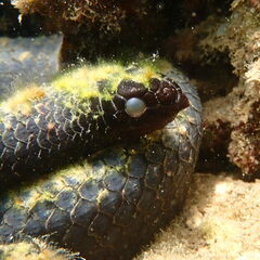 Emydocephalus annulatus