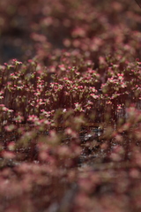 Stylidium calcaratum