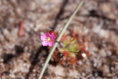 Drosera pulchella