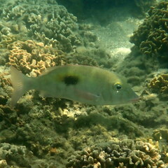 Lethrinus harak