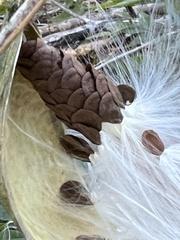 Asclepiadeae