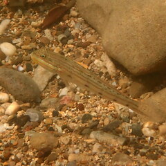 Valenciennea longipinnis