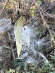 Asclepiadeae