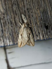 Ecnomodes sagittaria