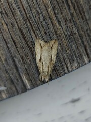 Ecnomodes sagittaria