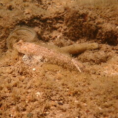 Diplogrammus goramensis