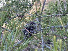 Pinus virginiana
