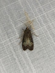 Heteromicta tripartitella