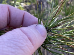 Pinus virginiana