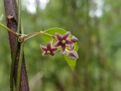 Vincetoxicum barbatum