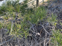 Pinus virginiana