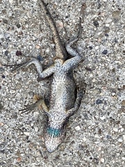 Sceloporus occidentalis