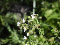 Eucrypta chrysanthemifolia