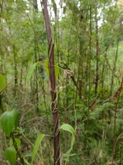 Vincetoxicum barbatum