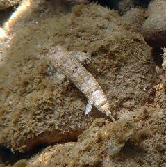 Diplogrammus goramensis