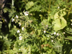 Eucrypta chrysanthemifolia