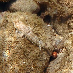 Diplogrammus goramensis