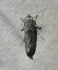 Hypatopa punctiferella