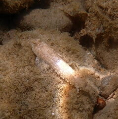 Diplogrammus goramensis