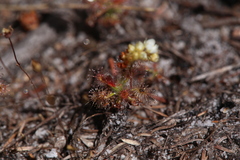 Drosera roseana